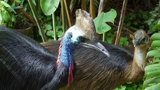 Photo of two cassowaries