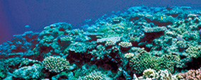 Reef protection regulations