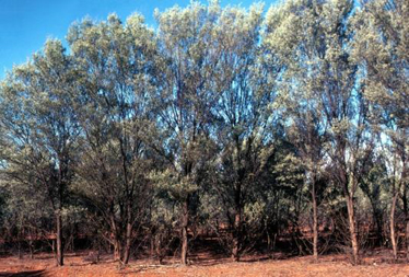 Acacia aneura tall shrubland on red earth near Bollon, MUL.