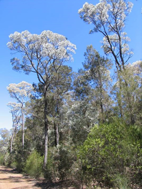 Brigalow with belah and a diverse shrub layer at Barakula in southern Queensland.