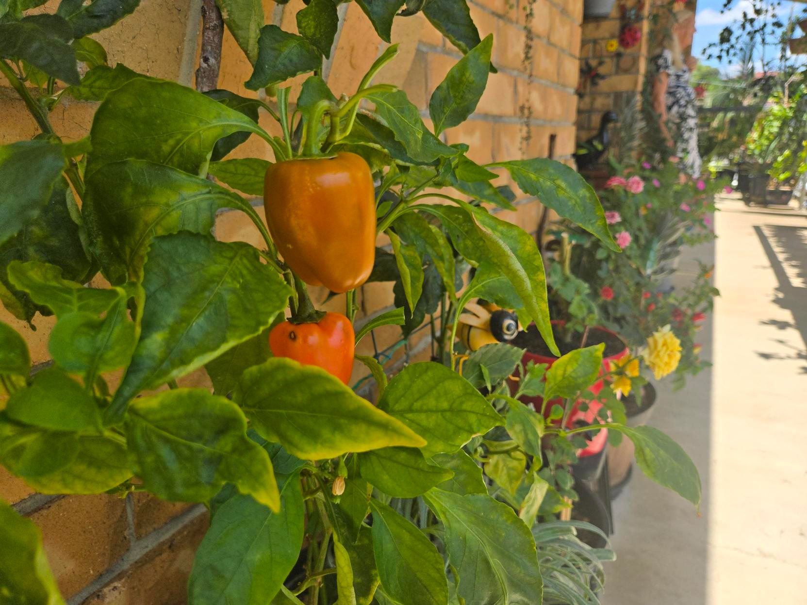capsicum plant
