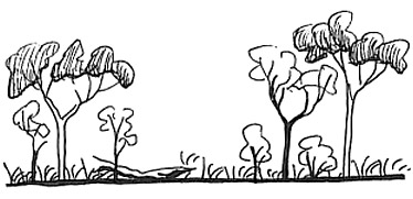 State 1 - Mature eucalypt woodland