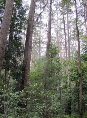 <em>Eucalyptus pilularis</em> tall open forest, Mapleton NP, SEQ