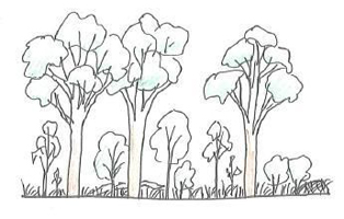 Illustration of state 1 (mature open-forest)