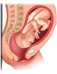 Baby in the womb, head down, facing the mother’s stomach.