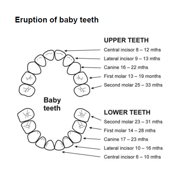A diagram of baby teeth and adult teeth detailing which teen are expected to erupt and when for each