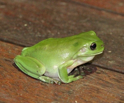 Photo of a common green treefrog. Photo: Tom Mumbray.