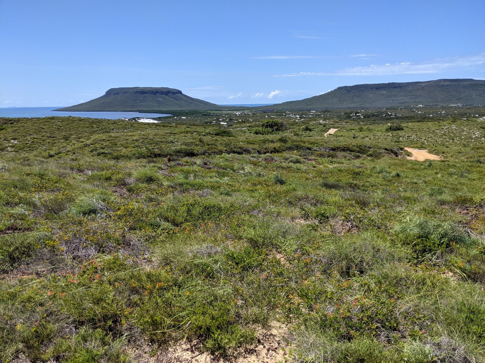 Native plants of the Cape Bedford area