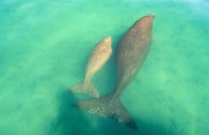Photo of an adult dugong and calf swimming in shallow water
