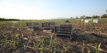 Measurement of greenhouse gas (nitrous oxide, methane and carbon dioxide) fluxes from soil, using automatic and manual chamber techniques in sugarcane cropping under different fertiliser treatments near Ingham, Queensland