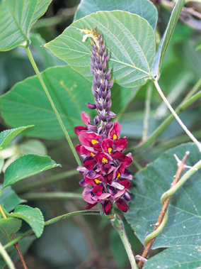 Photo of Pueraria montana, var. lobata, kudzu
