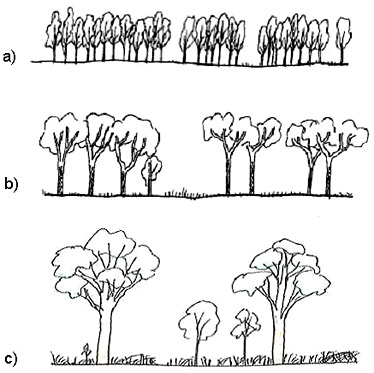 Illustration showing a high density of small trees, and lower densities of larger trees with same basal area but different carbon stocks