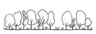Illustration of state 5 (canopy trees present as juveniles and high shrub cover)