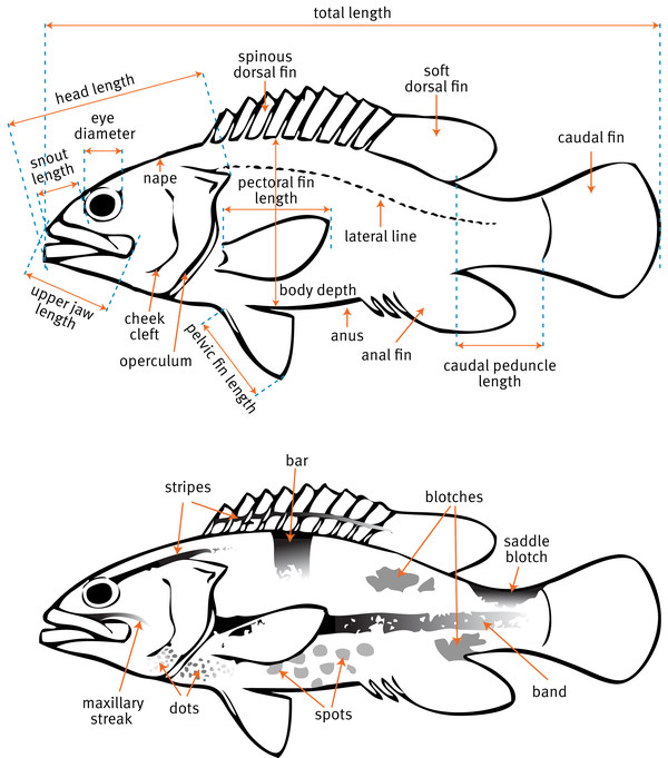 Diagram showing the basic anatomy of a fish.