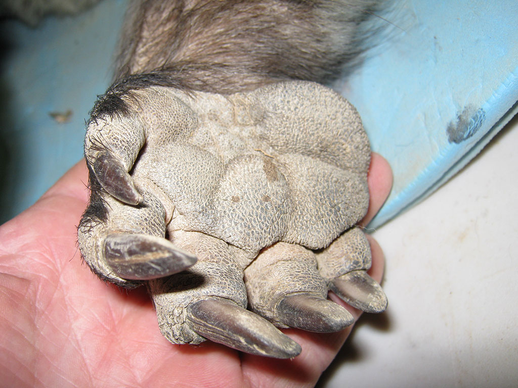 The forepaw of a northern hairy-nosed wombat.