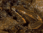 Photo of striped marshfrog.