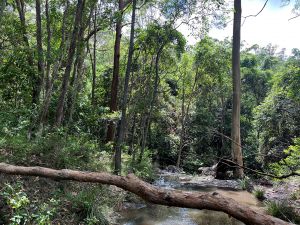 Photo of land acquired for Daisy Hill Conservation Park, South East Queensland