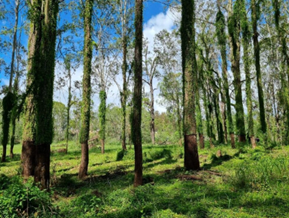 Photo of Logan River, upstream of Cedar Grove weir.