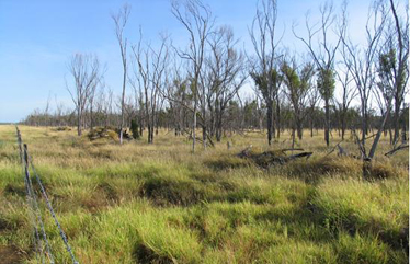 A mixed brigalow/gidgee woodland degraded by exotic grass invasion and subsequent fire in central Queensland.