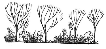 Illustration of state 5 (mulga open-forest, woodland or low woodland)