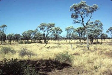 Acacia tephrina low open woodland with Astrebla lappacea dominated ground layer, NW of Yaraka, MGD.