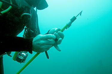 Securing the acoustic tag to the Hawaiian Sling (tagging device).