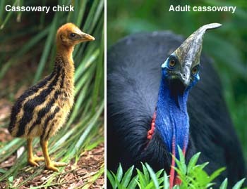 Casuarius casuarius johnsonii: a southern cassowary chick (left) and an adult southern cassowary (right)
