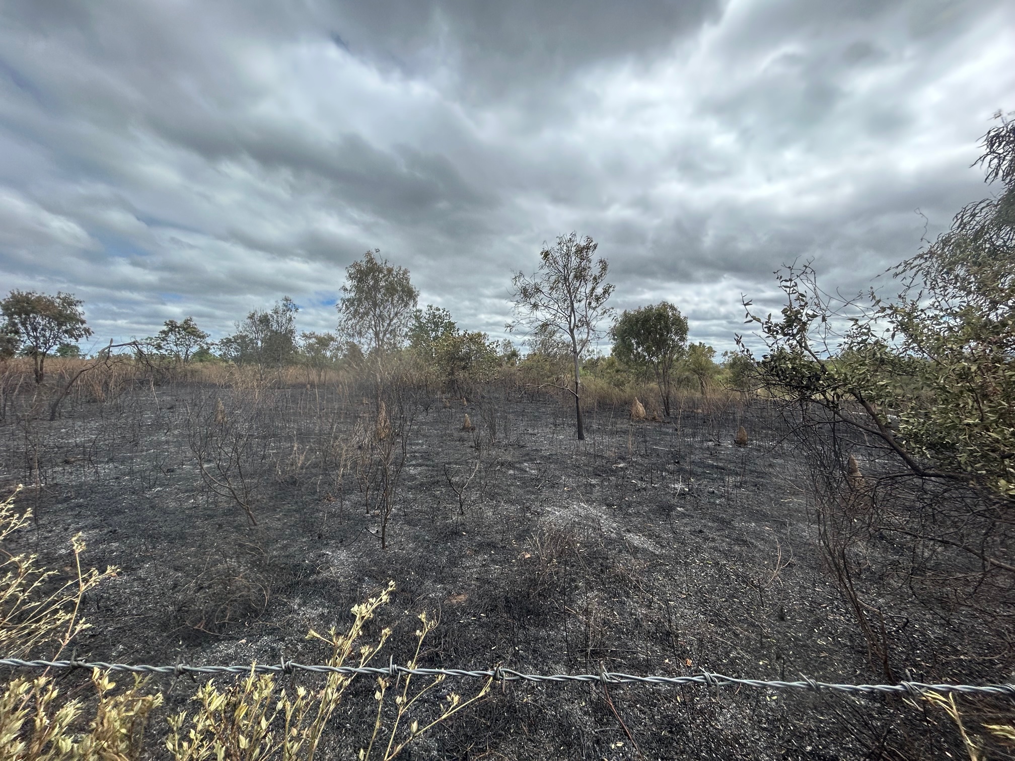 Burnt country showing removal of weeds but trees still intact