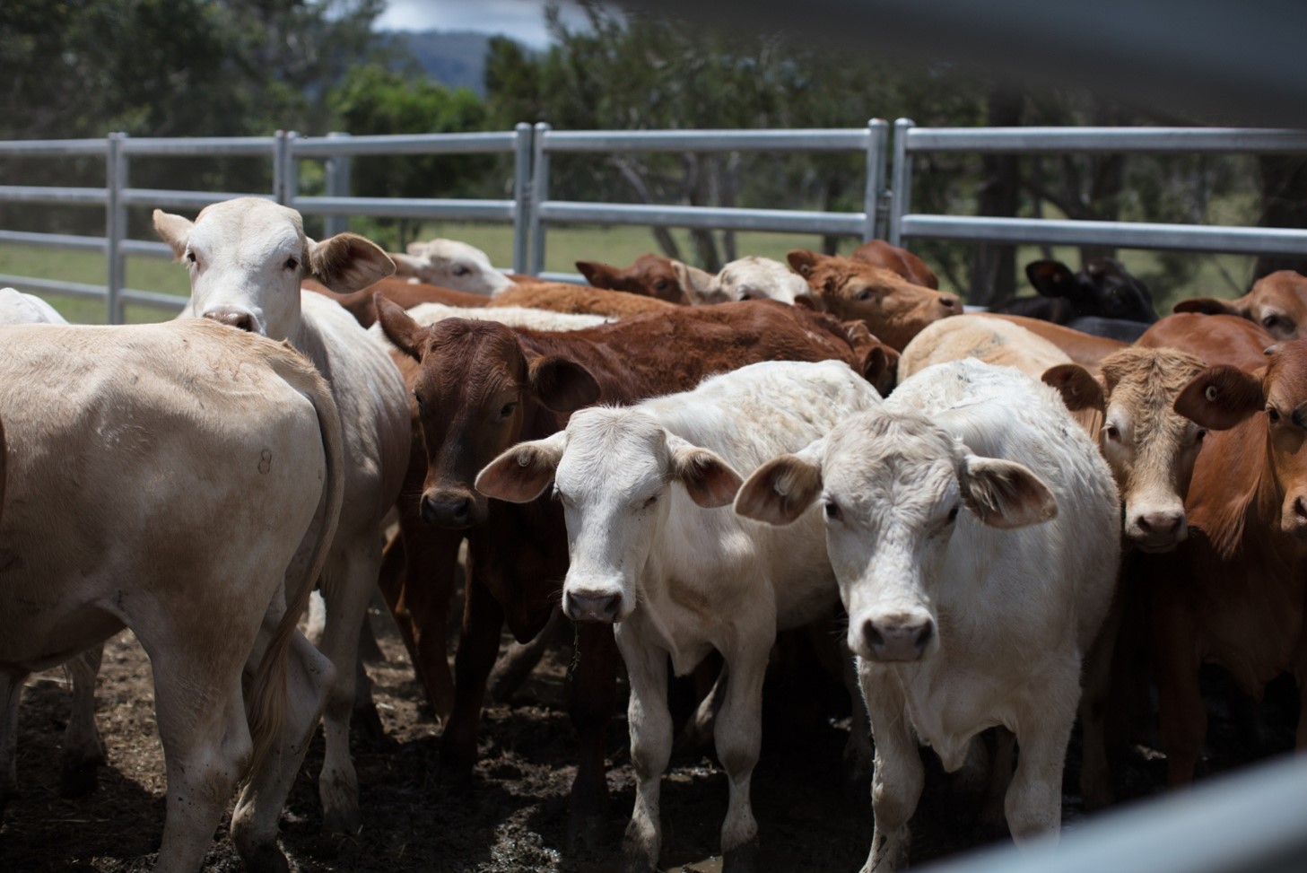 Queensland&rsquo;s cattle and agriculture. Image courtesy of Department of Primary Industries.
    