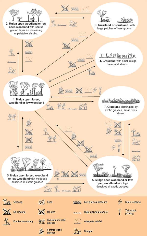 An ecological model for mulga in Queensland