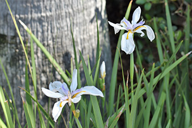 Dietes iris, a strappy leafed iris like plant, wit two white flowers with six petals, in front of a palm tree trunk