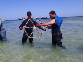 Rangers in wetsuits standing in shallow water holding hexagonal metal frame ready to deploy onto reef.