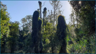 Photo of the Stanley River site, downstream of Woodford.