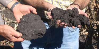 Comparing compacted soil from under a tractor wheel track (left) with loose friable soil between the tracks (right)