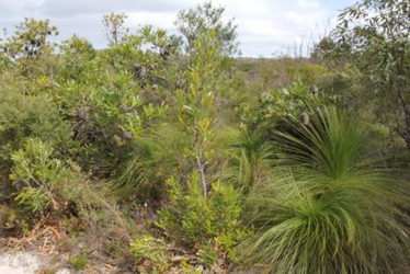 Open heath of Banksia aemula, Allocasuarina littoralis, Xanthorrhoea johnsonii, Leptospermum semibaccatum, Phebalium woombye, Dillwynia retorta and Caustis recurvata, Noosa Headland, Noosa NP, SEQ.