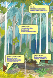 Some wet sclerophyll forest habitats