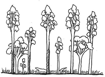 Illustration of state 2 (wet sclerophyll forest with grassy understorey)