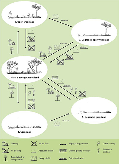 An ecological model for eucalypt woodlands in Queensland.