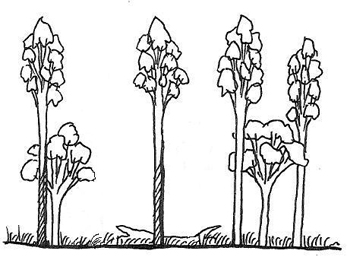 Illustration of state 5 (wet sclerophyll forest with grassy understorey)