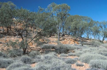 Acacia petraea with Triodia longiceps low open woodland, West of Jundah, MUL.