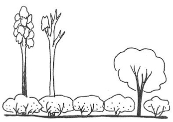 Illustration of state 6 (dense shrubs and/or trees, with wet sclerophyll eucalypts present and producing seed.