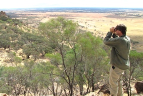 Surveying yellow-footed rock-wallabies