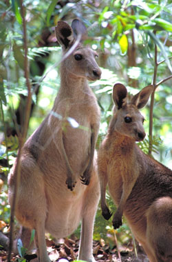 Kangaroos and wallabies | Environment, land and water | Queensland  Government