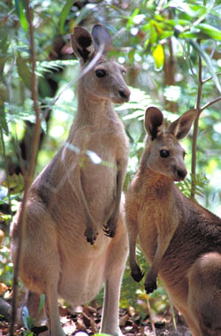 A female kangaroo