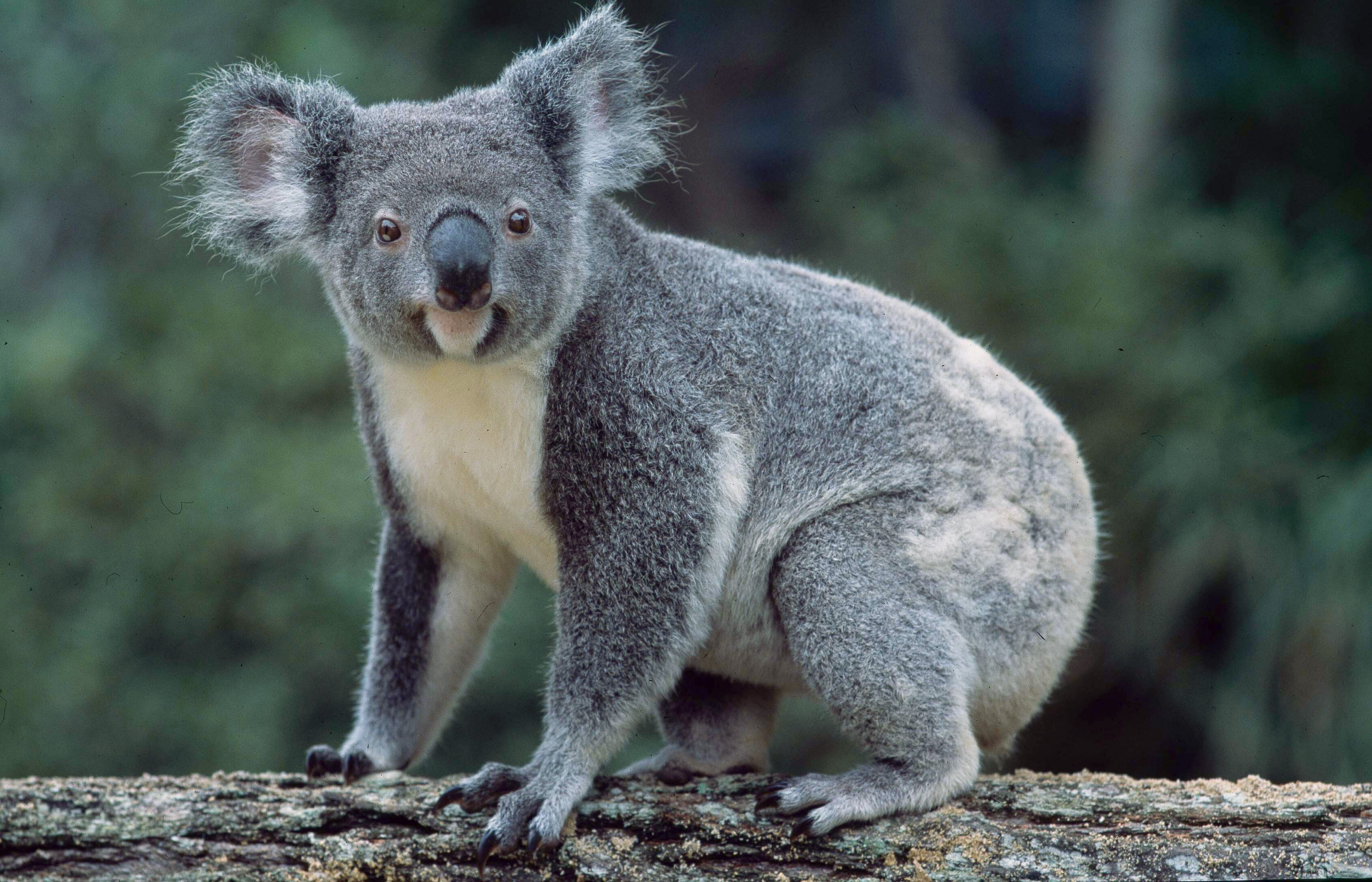 Koalas Qld gov au Koalas Qld gov au