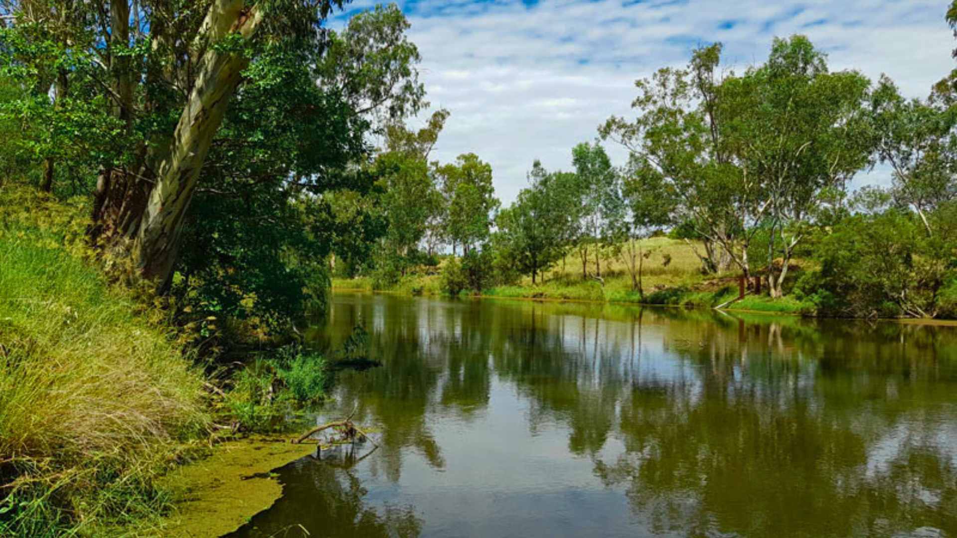 Quiet reach of Inglewood Town Weir with tree reflections in the water.