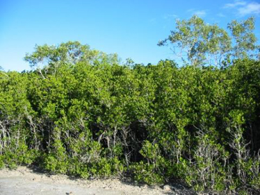 Ceriops tagal low closed forest with emergent Avicennia marina subsp. australasica on marine plain, North of Camilia, CQC.