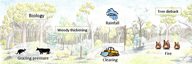 Illustration of eucalypt woodland ecology