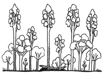 Illustration of state 1 (wet sclerophyll forest with shrubby understorey)