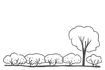Illustration of state 7 (dense shrubs and/or trees)